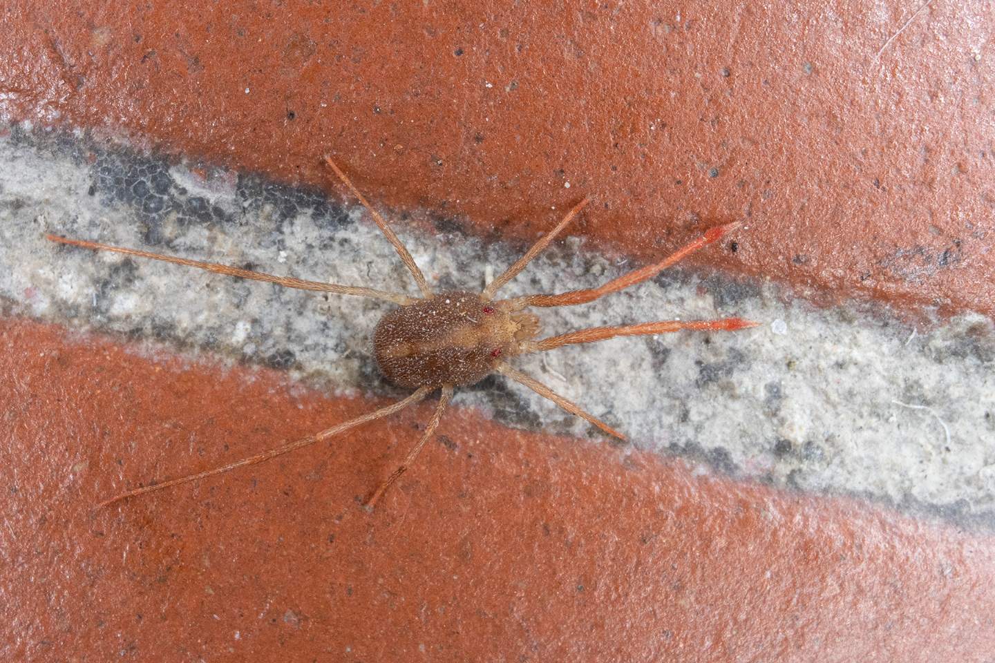 Erythraeus sp. (Erythraeidae)